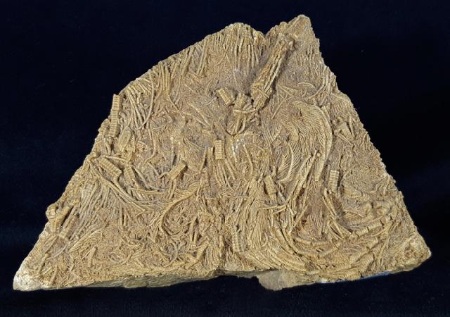 Pentacrinites aff. scalaris (GOLDFUSS 1831) - Bild &copy; FossNet FossilienStore